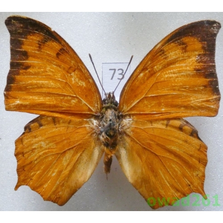 Charaxes paphianus Ward, 1871 C.A.R.73